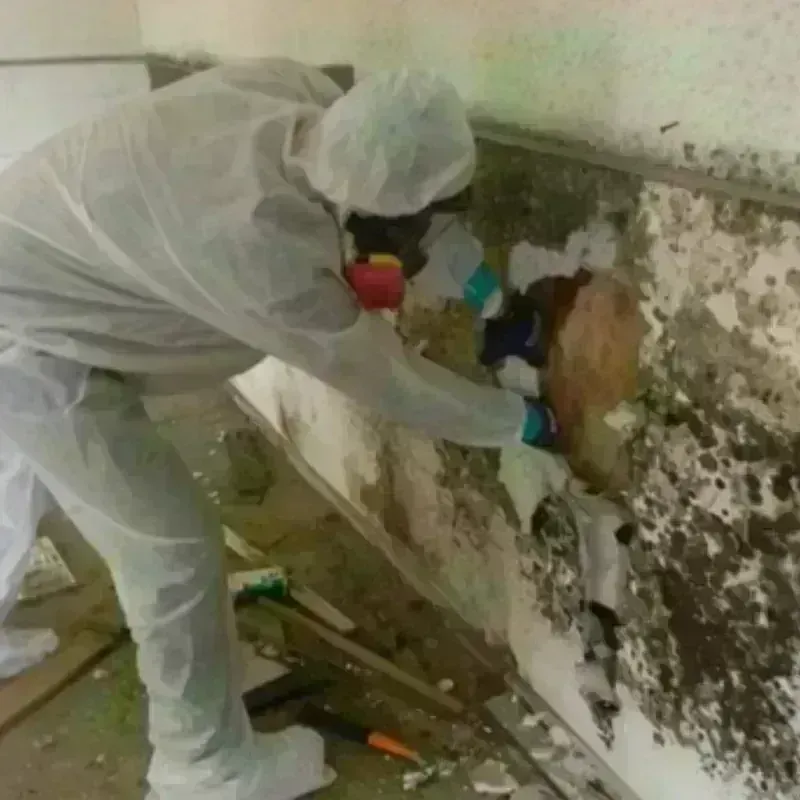 Mold Remediation and Removal in Montrose County, CO